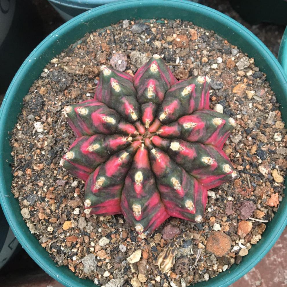 稀有五彩光辉绯牡丹锦仙人球实生阳台桌面 牡丹锦长刺7-8厘米 裸根不