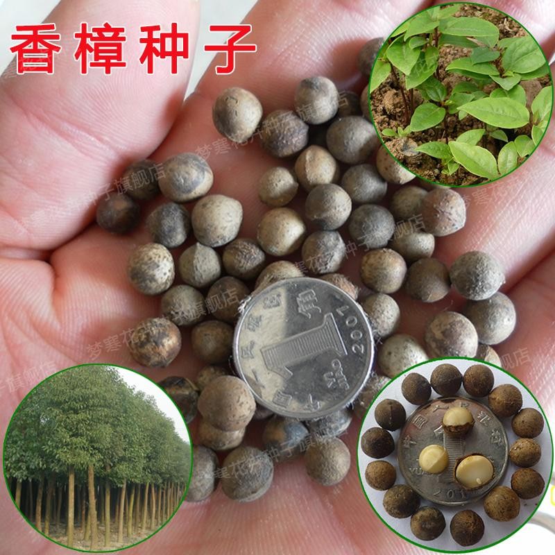 新采香樟种子带皮新鲜樟树籽大叶小叶去皮樟树油樟四季常绿树种籽油樟
