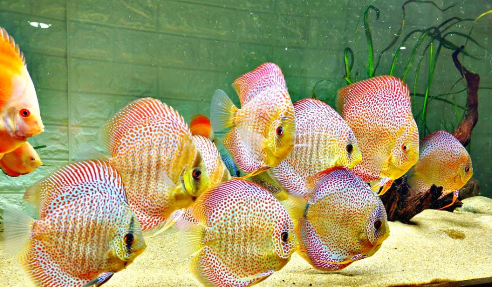 cmcm七彩神仙鱼鱼苗二厘米观赏热带淡水鱼彩色鱼全国发货顺丰高品质