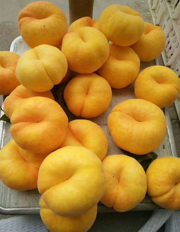 蟠桃新鲜桃子水果现货山东蒙阴盘桃扁桃黄蟠桃黄金蟠桃2斤精品装