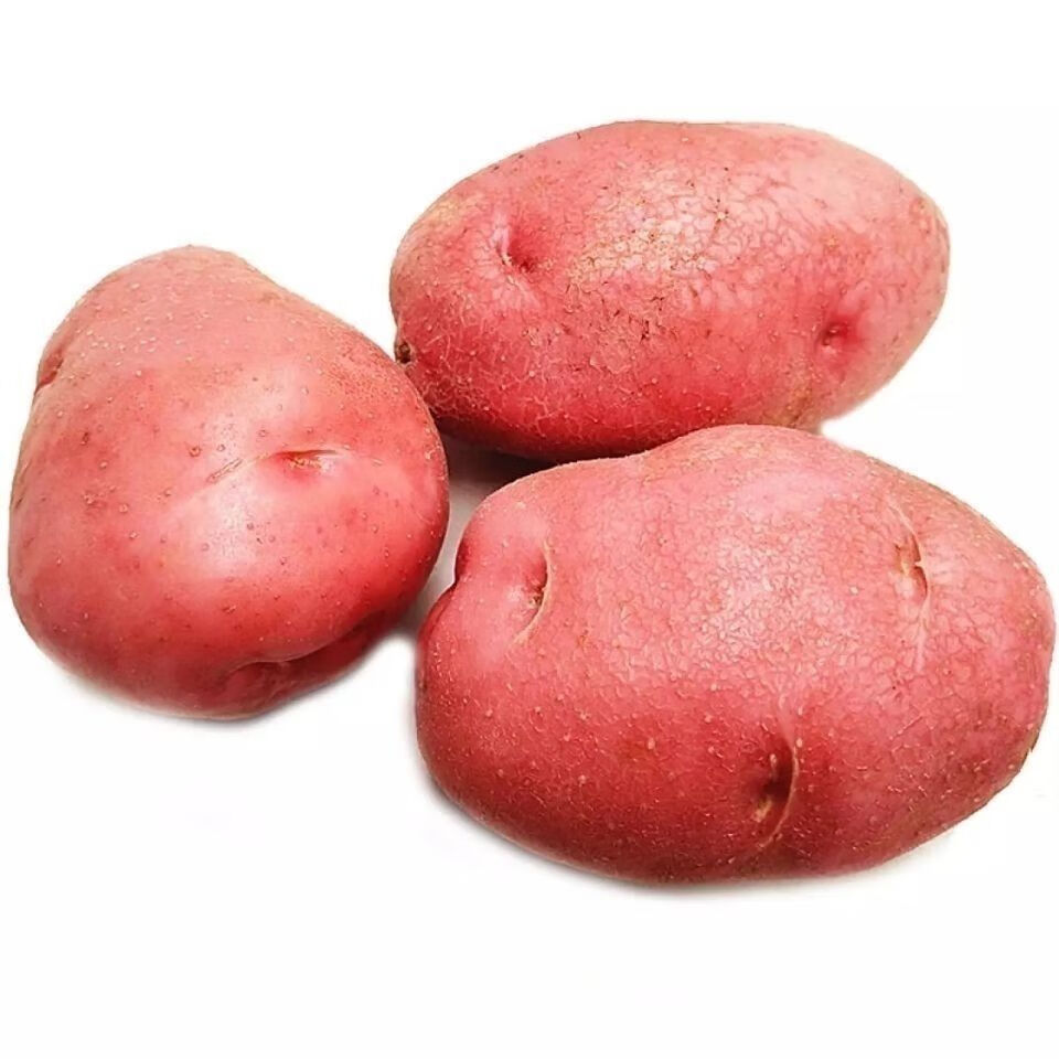 内蒙古乌兰察布红皮土豆新土豆新洋芋产自中国薯都乌兰察布 红土豆3斤