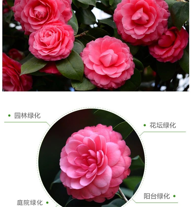 10039037060239商品名称:【现货现发】巨型花香妃茶花克瑞墨茶花浓香