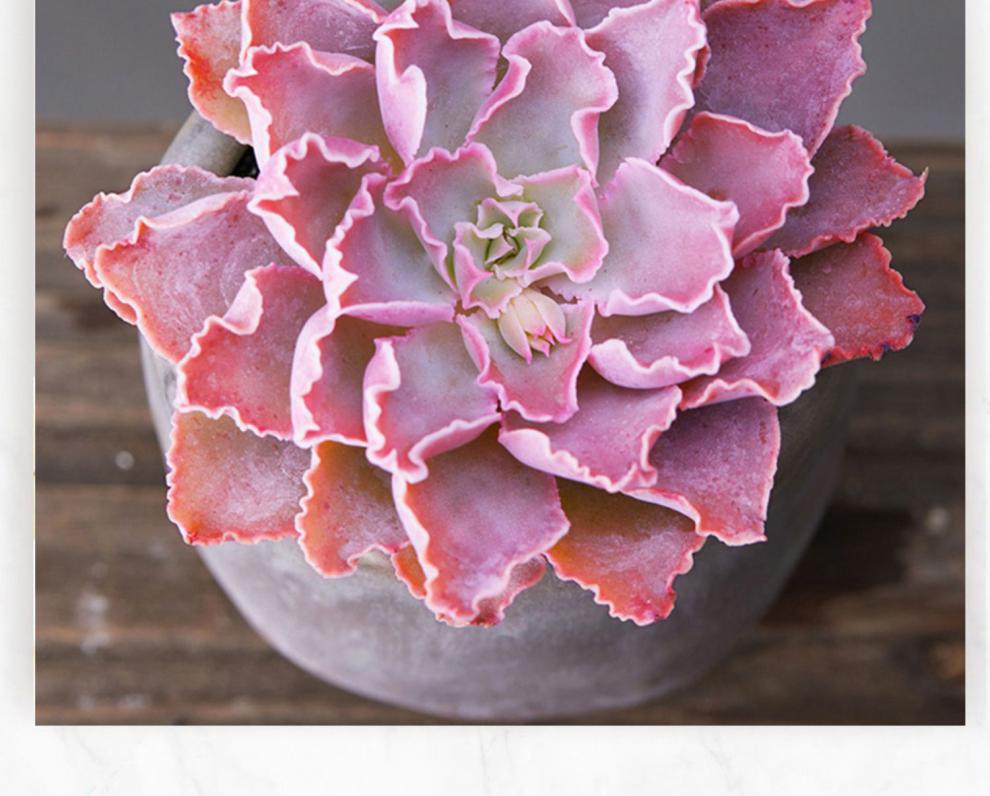 沃绣美诺花园祗园之舞多肉植物阳台办公室白鬼肉肉植物高品质颜色正祗