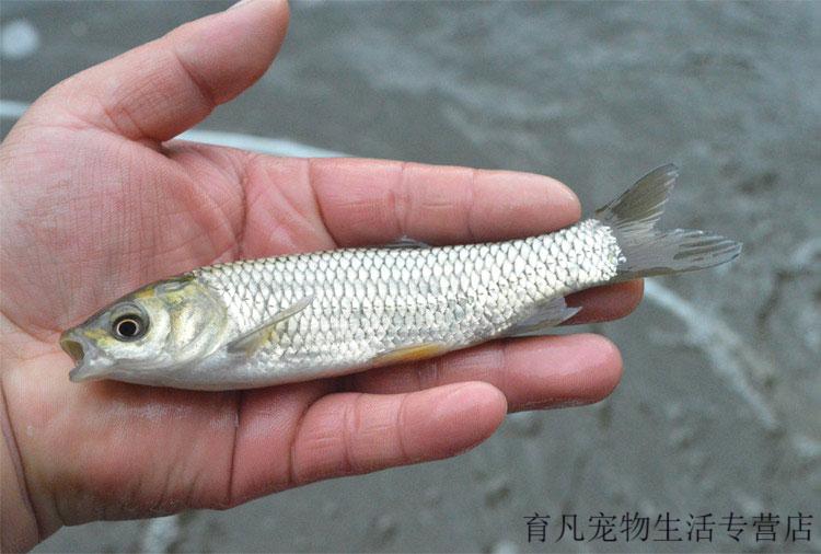 草魚魚苗活體淡水養殖草皖魚苗半斤食蚊魚大苗飼料四大家魚草魚苗200