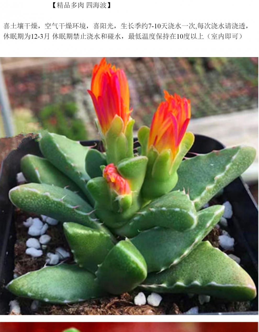 花魁多肉植物【四海波】四季室内开花带花苞/萌肉肉小盆栽 5cm无花苞