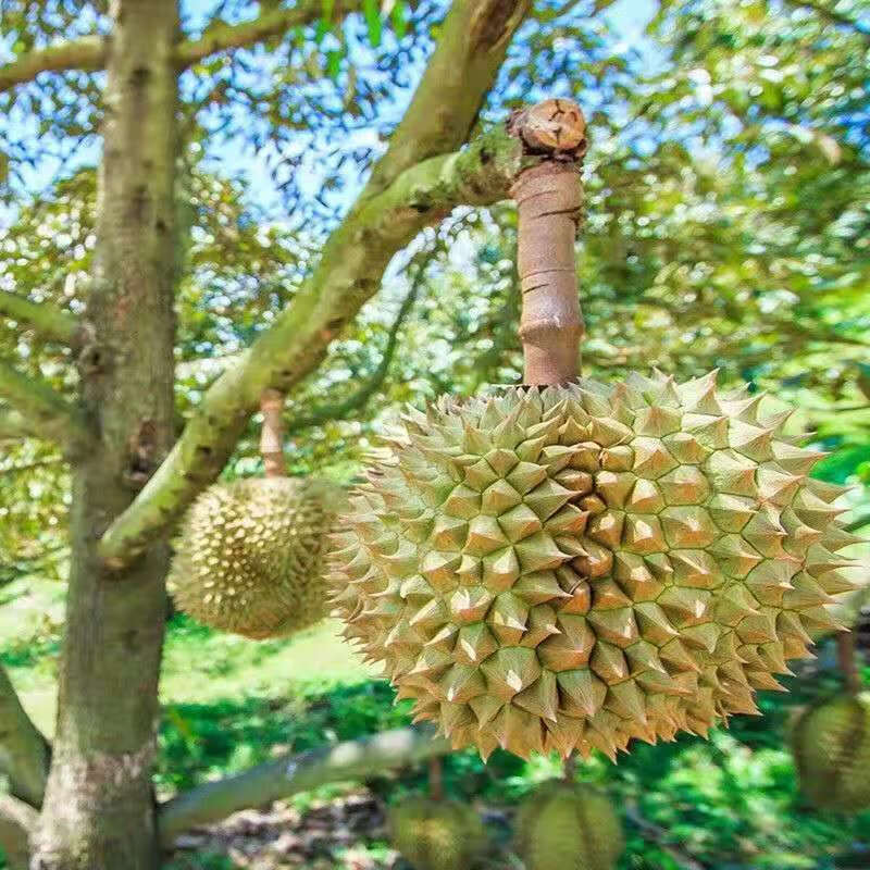 榴蓮果樹苗泰國榴蓮苗樹苗嫁接金枕頭南方北方種植盆栽苗當年結果金鳳