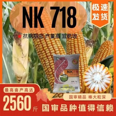 粮饲兼用批发玉米种子高产稳产棒子玉nk718量大联系客服nk71815kg左右