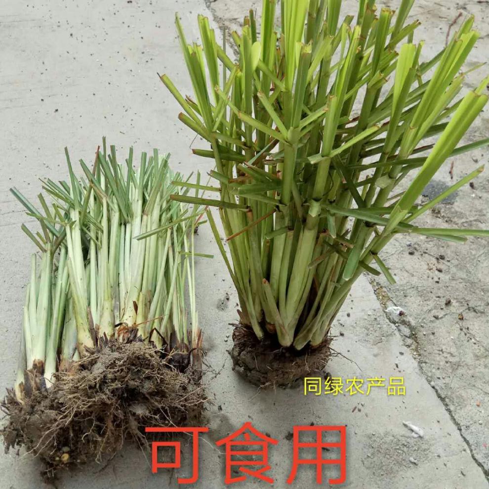 新鮮檸檬草種苗香茅草盆栽檸檬草盆栽泰國冬陰功香茅苗2叢不分株生根