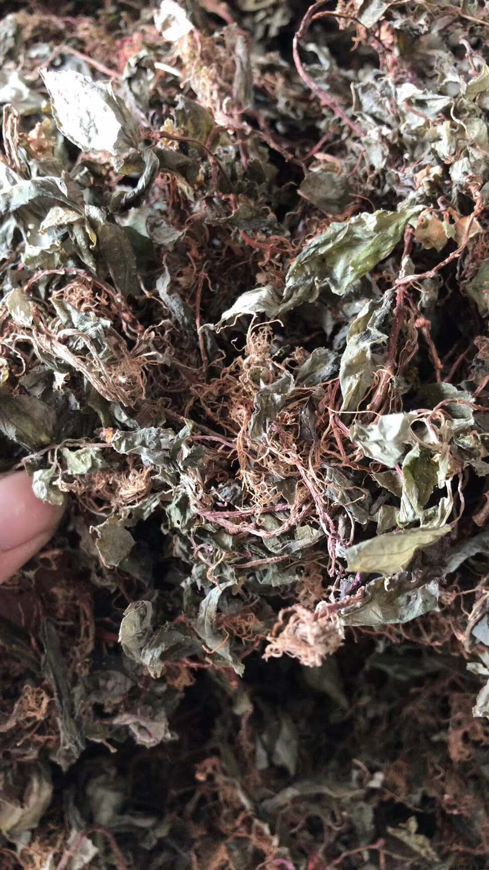 新货1斤福建本地野生风柜斗草槠头红风骨草风谷草干品风鼓草【图片