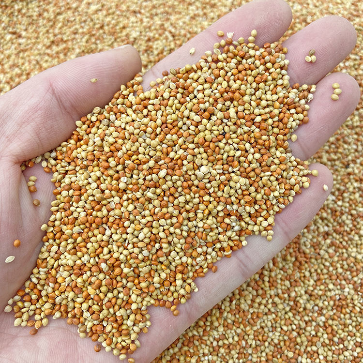 红谷子黄谷子带壳小米粟谷玄凤虎皮牡丹鹦鹉鸟粮鸟食鹦鹉鸟用品3斤