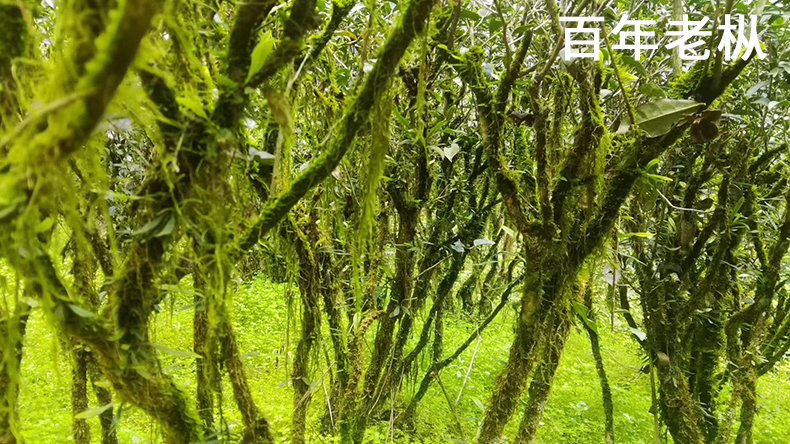 吴三地百年老枞水仙茶武夷山正岩老丛试喝装小样茶叶月积坑出品25g