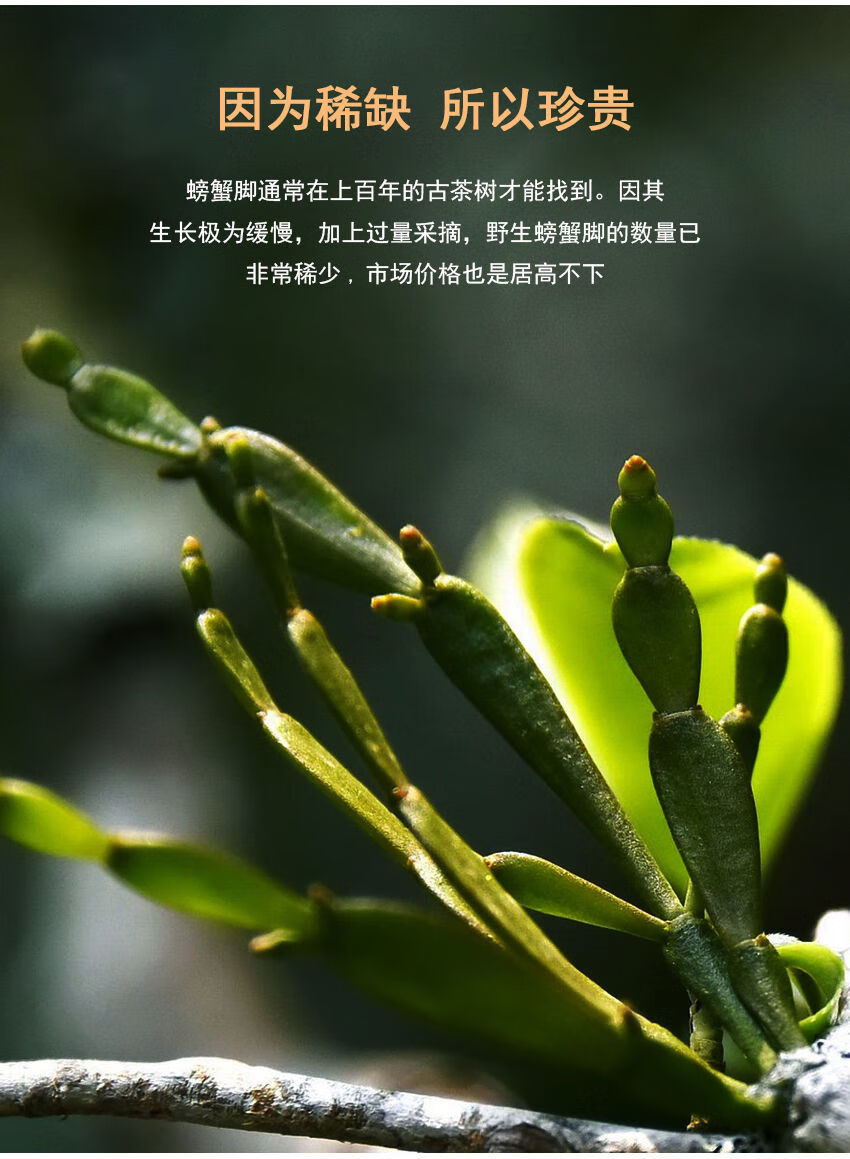 黄荆树寄生茶图片