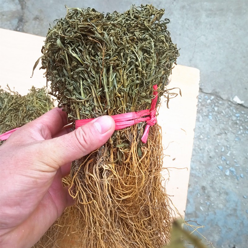 水灵芝 中药材 新货净货水灵芝 水黄连 鱼胆草 100克【】 图片色