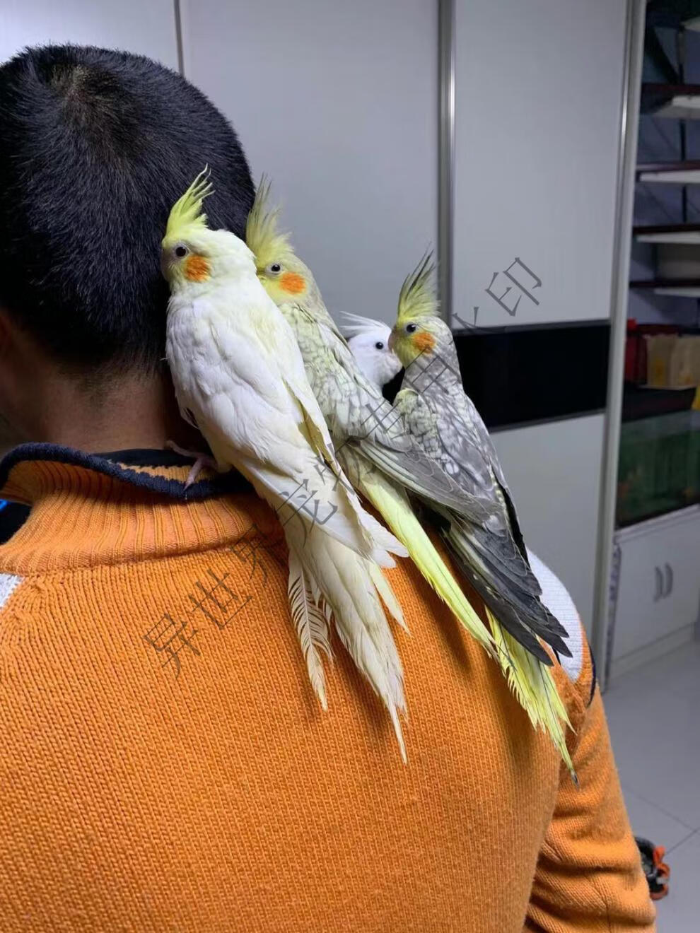 雏鸟活体物鹦鹉虎皮牡丹黄桃黄化玄凤绿桃大头特色小鸟手养亲人蓝虎皮