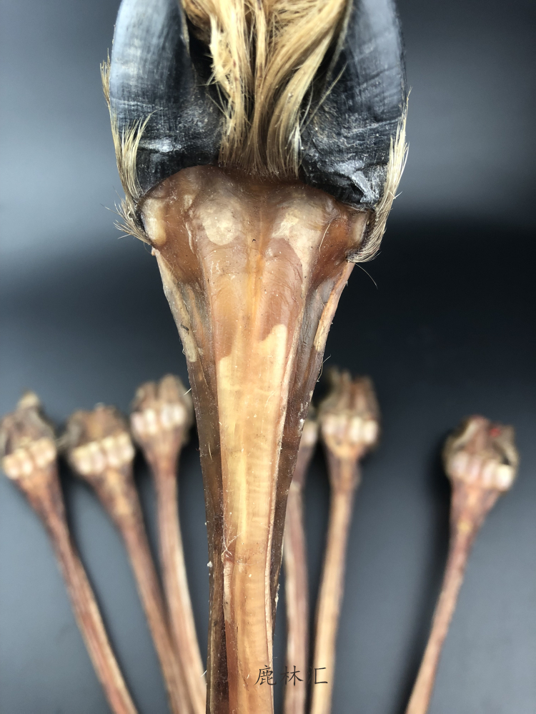 鹿筋干鹿脚吉林梅花鹿鹿蹄筋泡酒带蹄鹿筋250g