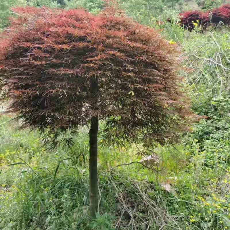 羽毛枫树苗庭院植物盆栽工程绿化青红叶嫁接苗木带土球木架包装 羽毛