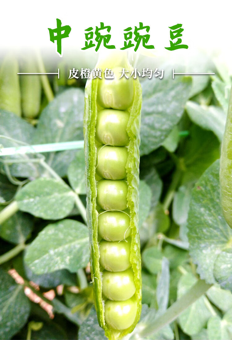 豌豆种子矮生中豌十一号11蔬菜种子荷兰豆农家蔬菜种子籽孑四季 中豌6