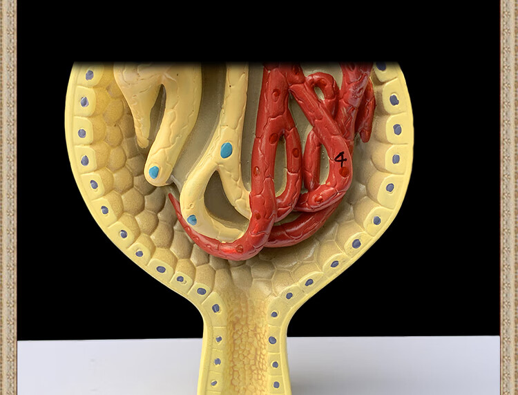 人体模型医院学校教学演示教具肾小球内脏器官解剖肾剖面单位结构