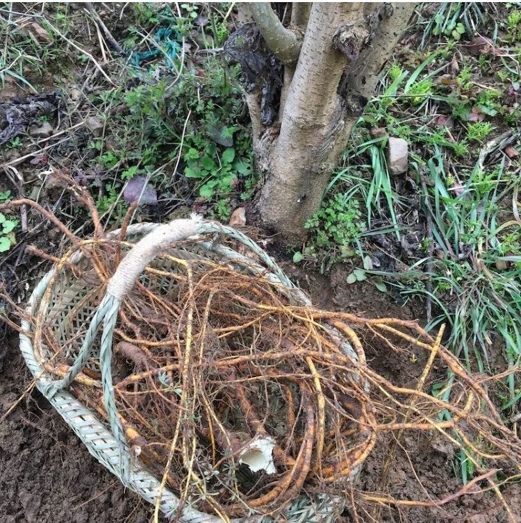 老桑头 桑根 老桑树根 桑树头 桑皮带心500g【图片 价格 品牌 报价】