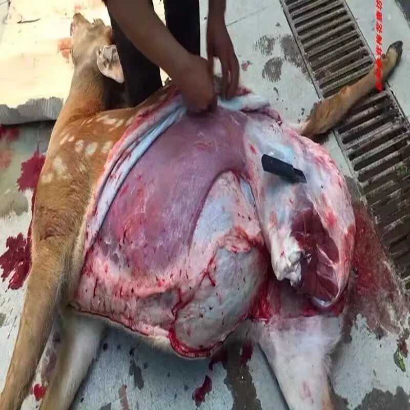 新鲜鹿肉正宗东北梅花鹿现杀整只白条鹿生鲜多规格斤数联系客服佑达