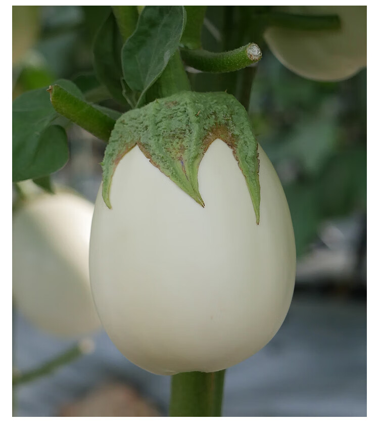 鸡蛋茄种子种籽白蛋茄金银茄白色圆茄春季四季盆栽蔬菜孑茄子苗秧白云