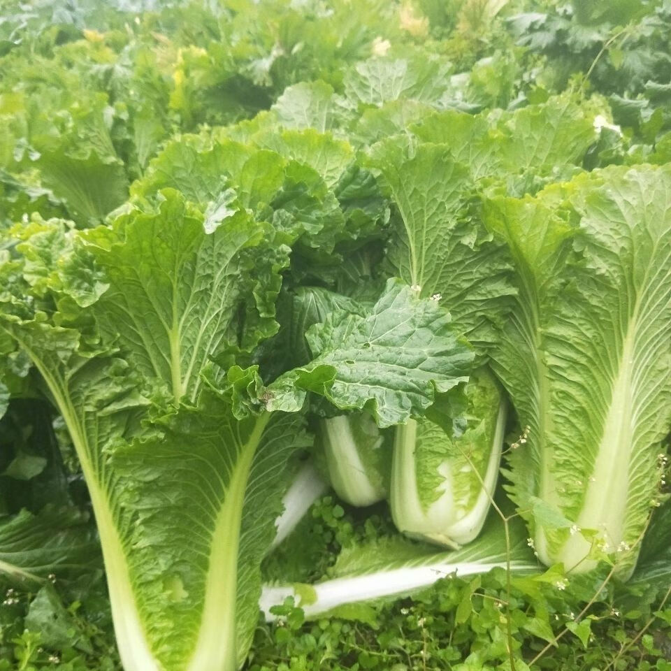 雲南高山麻葉青菜大白菜天津綠白菜時令蔬菜新鮮農家自種現摘2500克