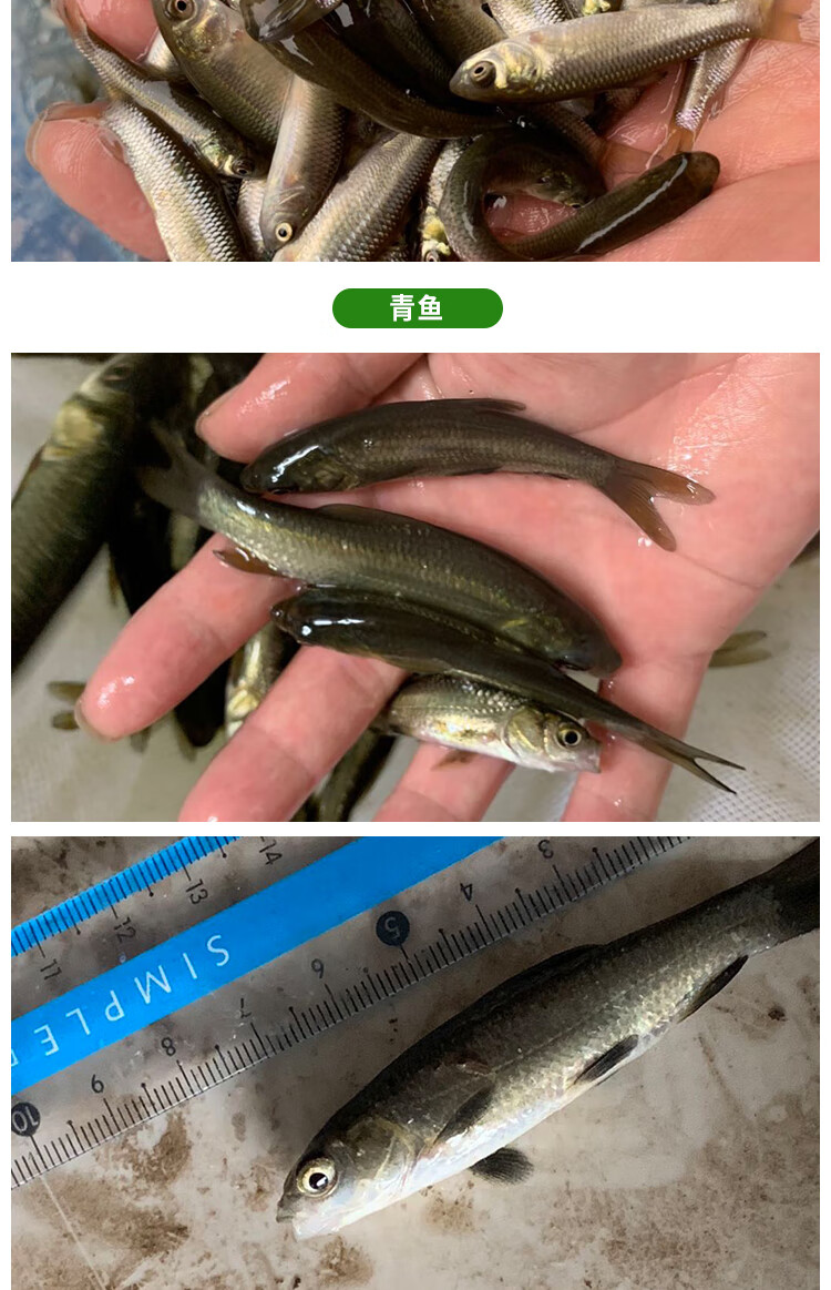 草鱼苗小鱼苗10厘米淡水活鱼半斤一斤大养殖20公分食用重庆鱼苗批发