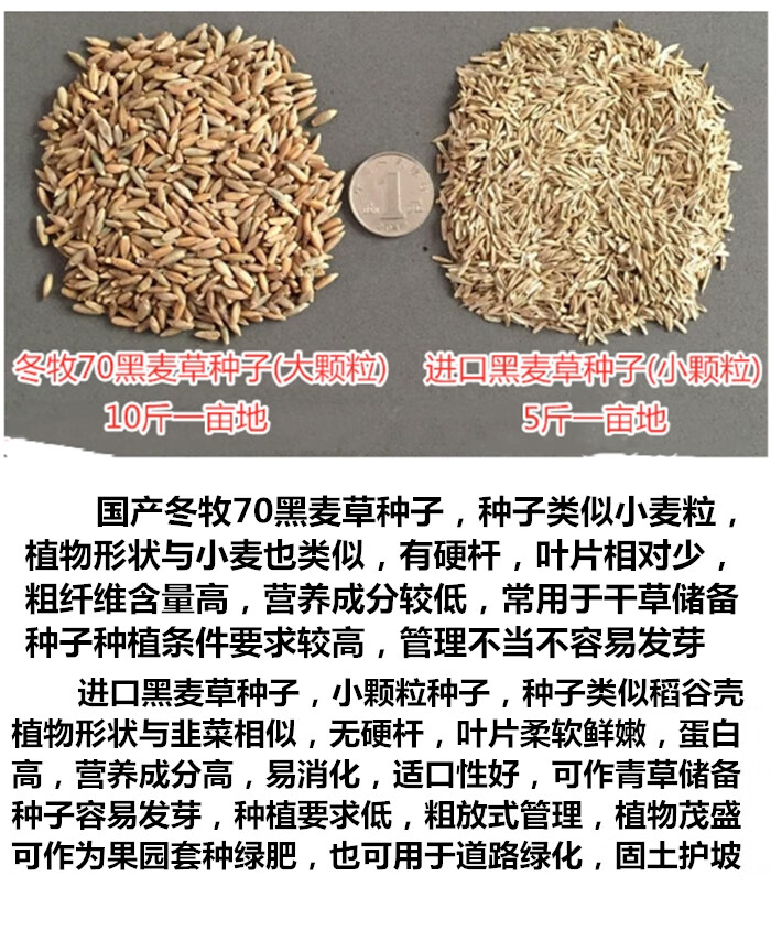 进口牧草种子黑麦草种子南方北方多年生鸡鸭牛羊鱼草籽油粮作物进口