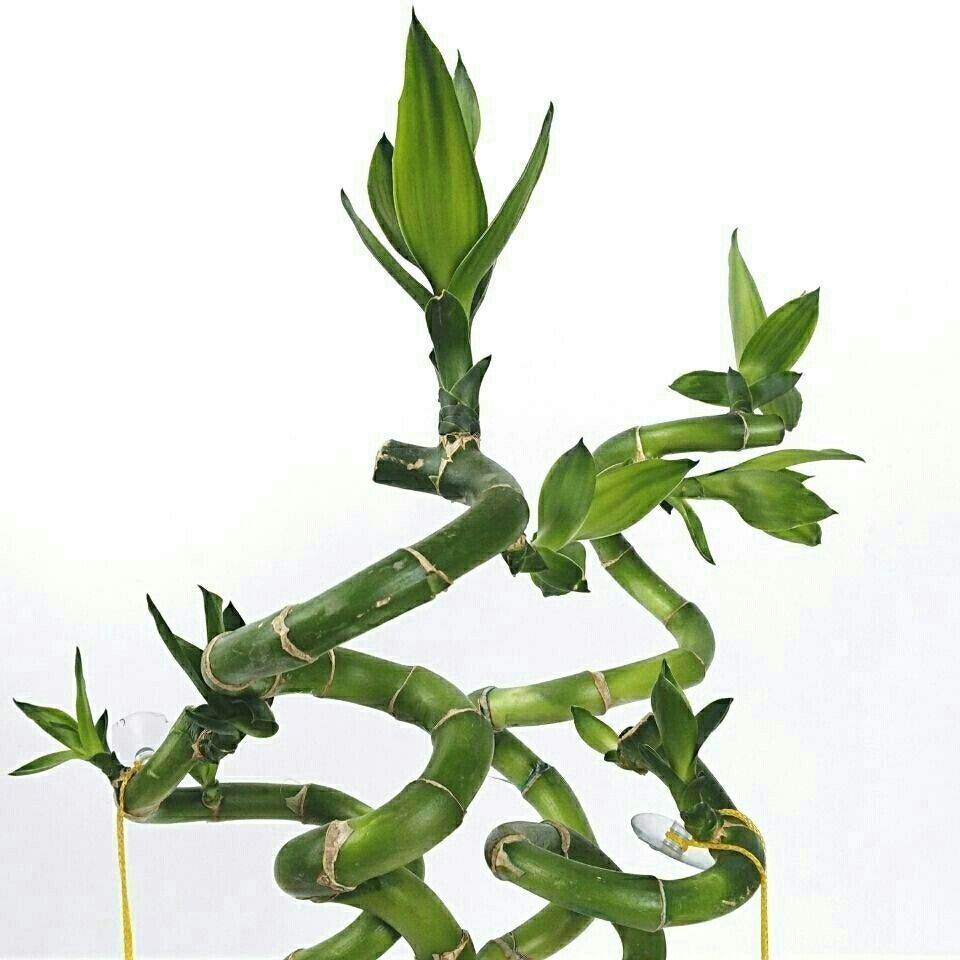 转运龙竹富贵竹龙竹转运竹水培绿植办公室内居家水养盆栽绿植花卉