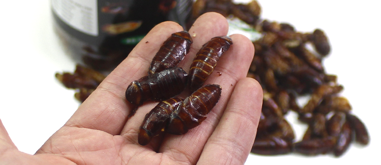 美洲大蠊幹蟑螂幹金龍魚紅龍魚飼料銀龍魚觀賞羅漢鸚鵡魚糧食cmaos無