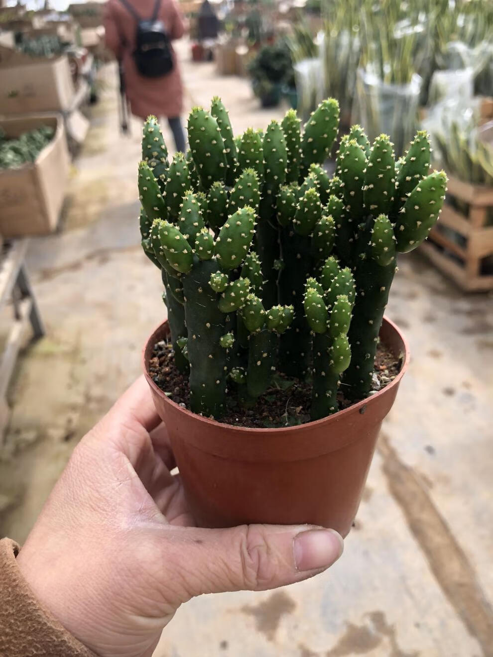 soumiety财手多肉植物组合盆栽摇钱树仙人掌又名姬珊瑚卉绿植多肉小