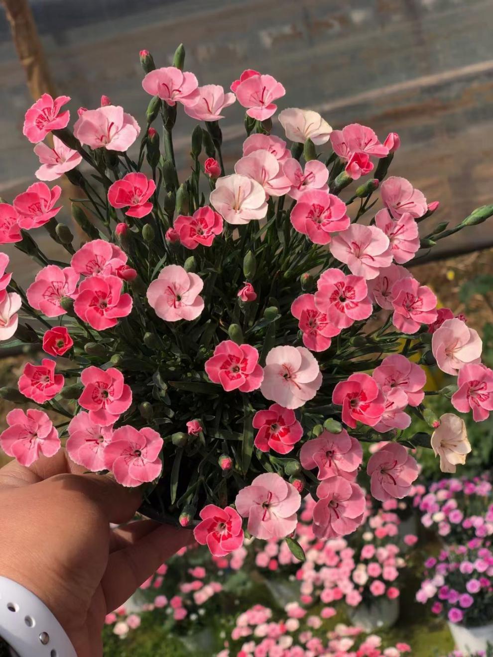 欧石竹初吻盆栽蜜桃派耐寒地被绿植庭院草坪四季开花卉花期长 初恋3盆