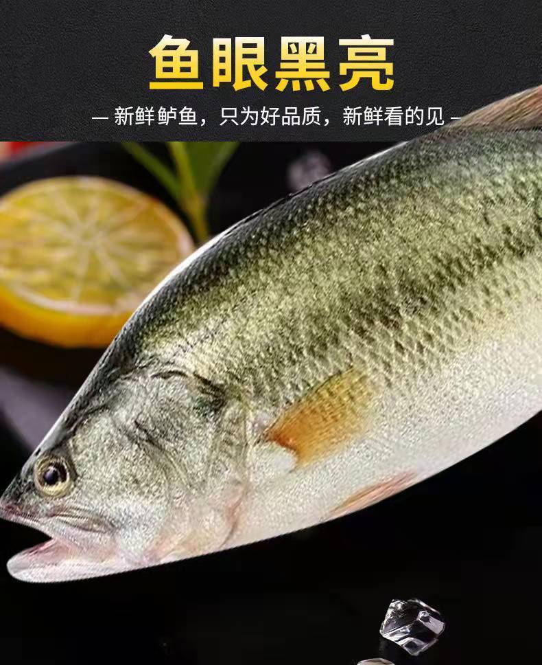 新鮮七星鱸魚鮮活現殺真空包裝全程冷鏈淡水鱸魚新鮮美味清蒸鱸魚一條