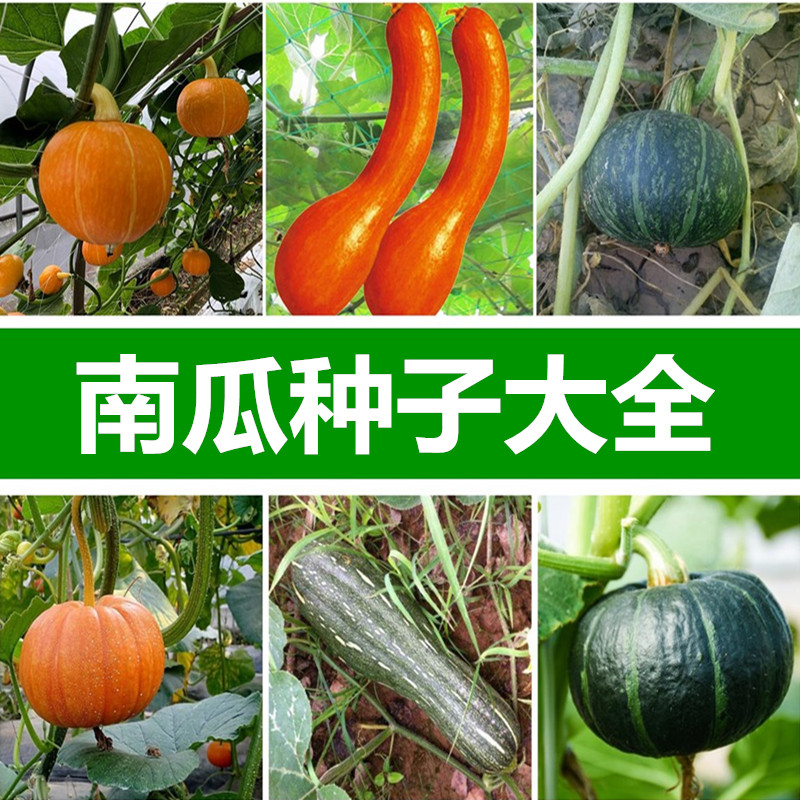 南瓜种孑大全四季播种庭院田园甜栗南瓜花面南瓜种子蔬菜瓜果种籽甜栗