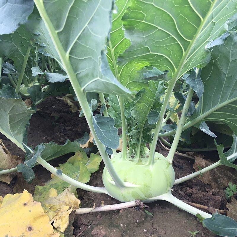 水果苤蓝种子青苤蓝紫苤蓝春秋苤蓝蔬菜种子原厂包装大包分装质好水果