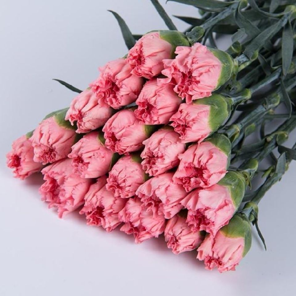 真花 送妈妈生日鲜花家用水养 单头康乃馨新娘18支送2支防损耗【图片