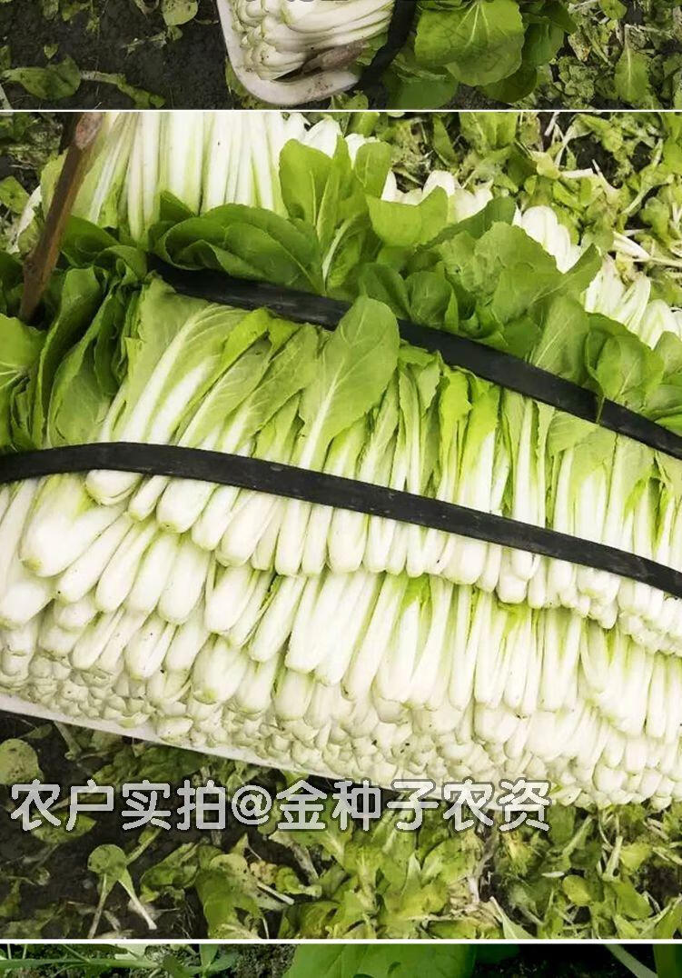四季黄金小白菜早熟小白菜种子阳台庭院种菜种四季播奶油白菜1包黄金