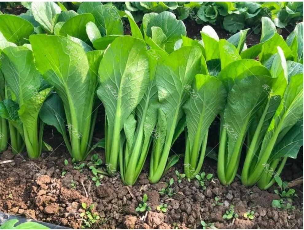 小白菜籽四季种子青梗盆栽小白菜种籽大全南方蔬菜冬鸡毛菜春秋季蟋蟀