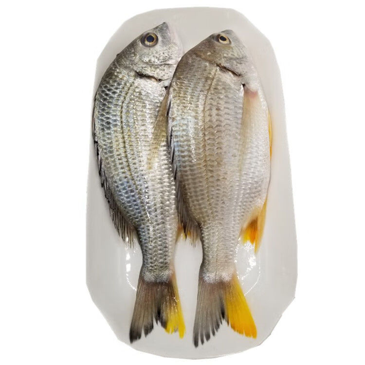 海捕黄翅鱼6斤鲜活船冻鲷鱼黄脚立黄立鱼鲷鱼爱吃21斤1斤23条