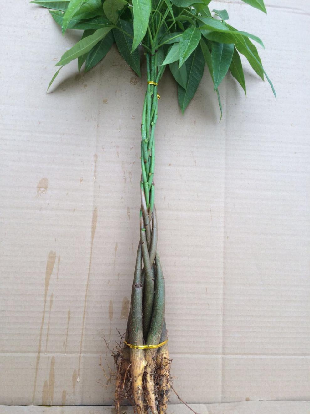 精选直发发财树苗花卉辫子发财树苗植物盆栽室内绿植盆景树摇钱金钱树