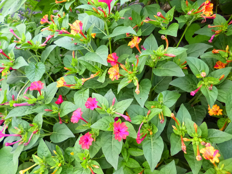 紫茉莉花种子粉胭脂花种子阳台盆栽庭院四季易种开花不断紫茉莉100粒2