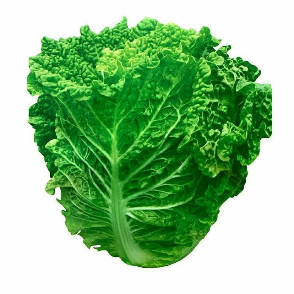 火锅白菜种子叶多无筋高产抗病秋季大田耐贮耐运麻叶大白菜蔬菜种满口