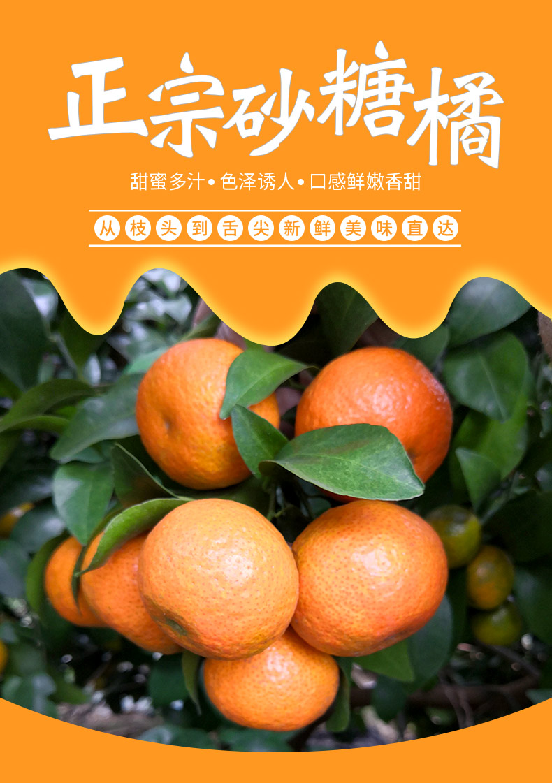 順豐直達廣東正宗四會無核沙糖桔新鮮無籽砂糖橘整箱10斤當季水果試吃