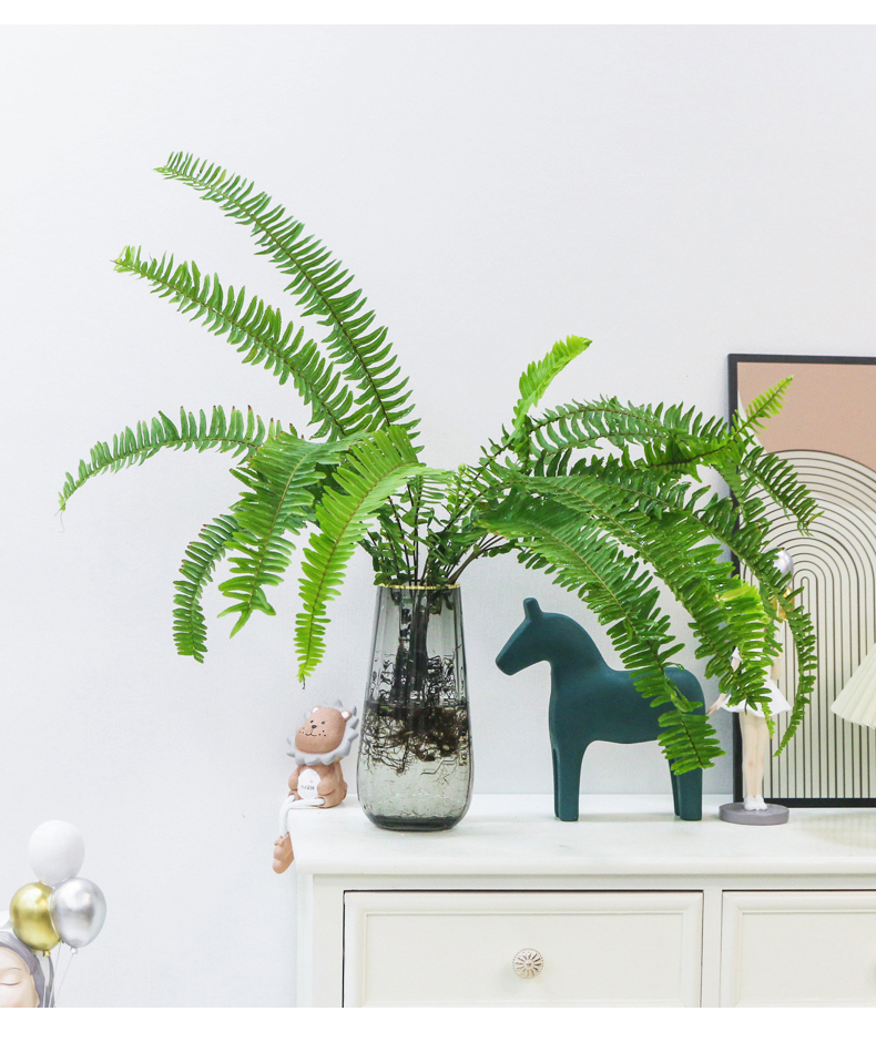 水培植物长叶肾蕨波斯顿大型蕨类垂吊室内绿植盆栽耐阴花卉霸王蕨肾蕨