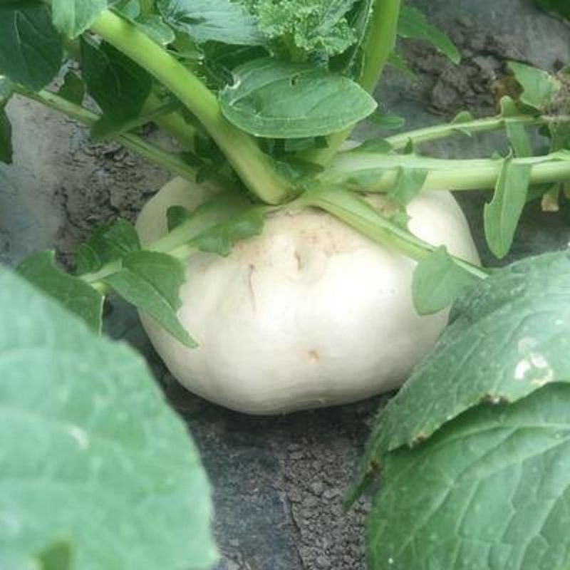 温州特产新鲜盘菜鲜嫩盆菜头食用扁萝卜乐清菜场新鲜发货5000克10斤