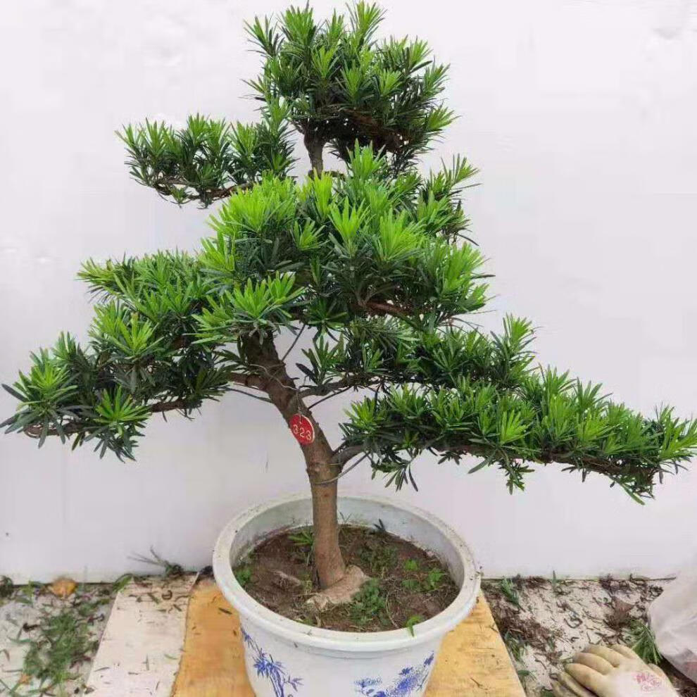 圆叶黑珍珠小叶罗汉松 罗汉松树苗 盆景素材 小品 罗汉松小苗 黑珍珠4