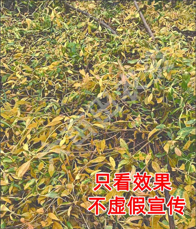 水花生连根除强力克星除草剂烂根型空心莲子草专用烂根一遍扫光净28g