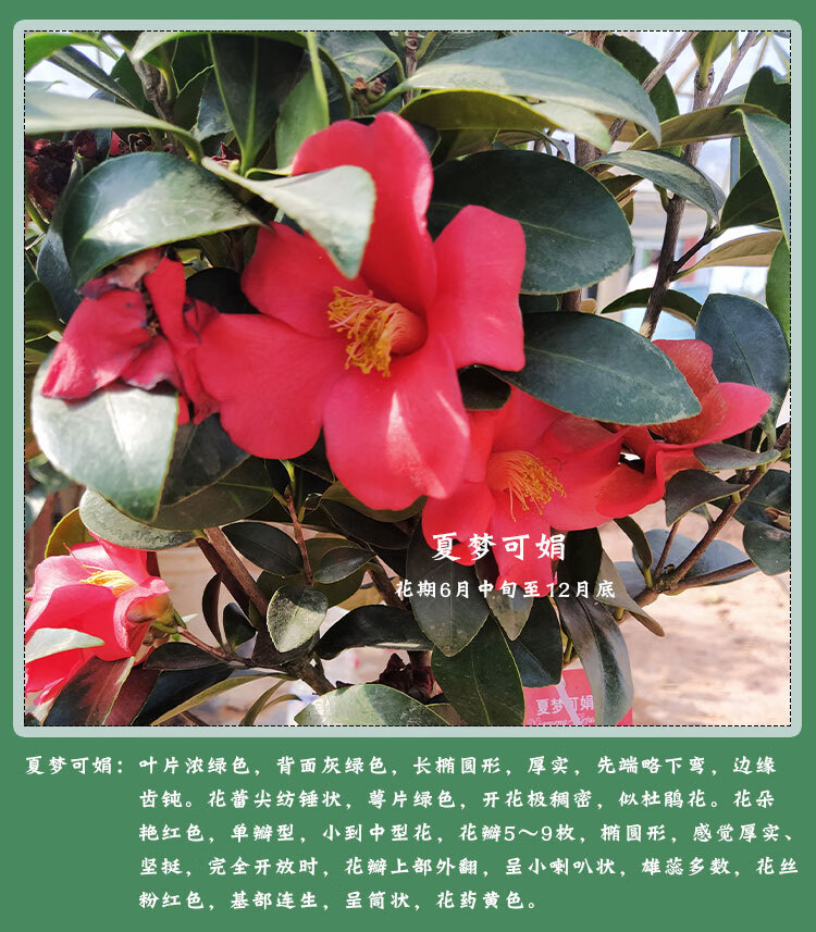 名贵夏日七心茶花盆栽各种花卉植物嫁接树苗四季山茶花新品种重瓣文清