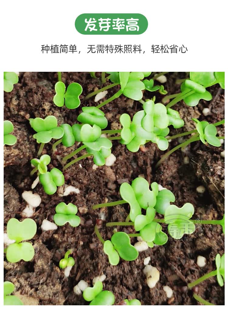 种子种籽四季小白菜青菜油菜上海青蔬菜菜籽孑大全籽种鸡毛菜种子100g