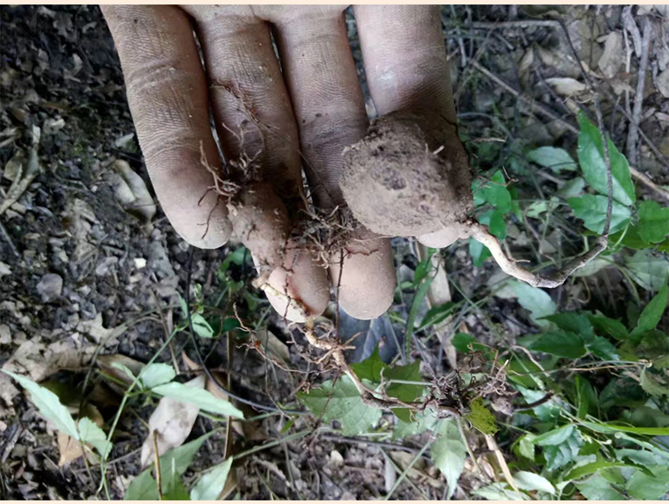 浙江新鲜野生三叶青中药材金线吊葫芦丝线吊金钟小儿高烧不退【图片